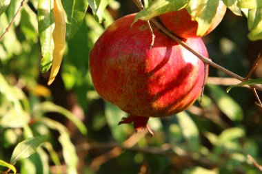 Ağaç bahçesinde, İsrail 'in olgun narlarında. 