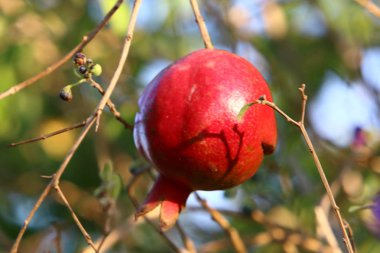 Ağaç bahçesinde, İsrail 'in olgun narlarında. 