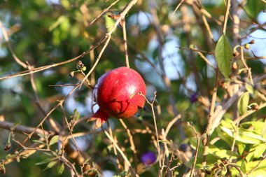 Ağaç bahçesinde, İsrail 'in olgun narlarında. 