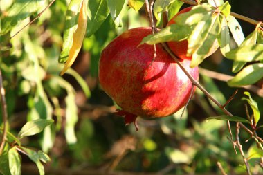 Ağaç bahçesinde, İsrail 'in olgun narlarında. 