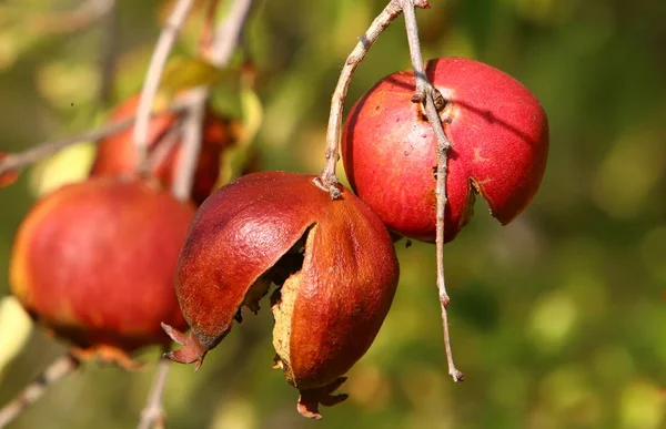 Nel Giardino Alberato Israele Melograni Maturi — Foto Stock