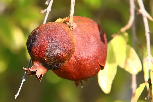 Jardín Árboles Israel Granadas Maduras — Foto de Stock