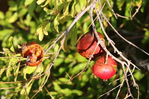 Jardín Árboles Israel Granadas Maduras — Foto de Stock