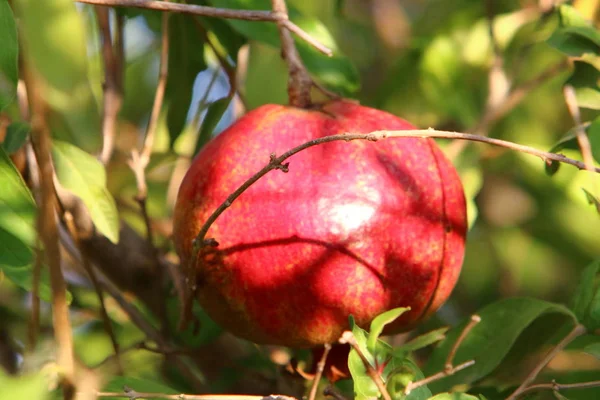 Tree Garden Israel Ripe Pomegranates — Stock Photo, Image