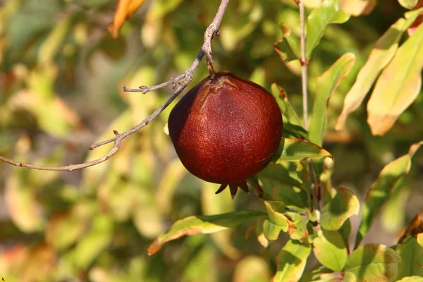 Dans Jardin Des Arbres Israël Grenades Mûres — Photo