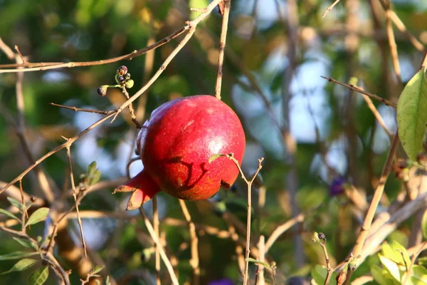 Stromové Zahradě Izraeli Zralá Granátová Jablka — Stock fotografie