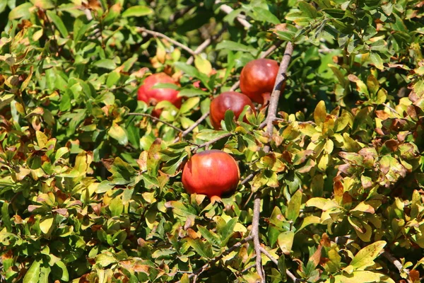 Baumgarten Israel Reife Granatäpfel — Stockfoto