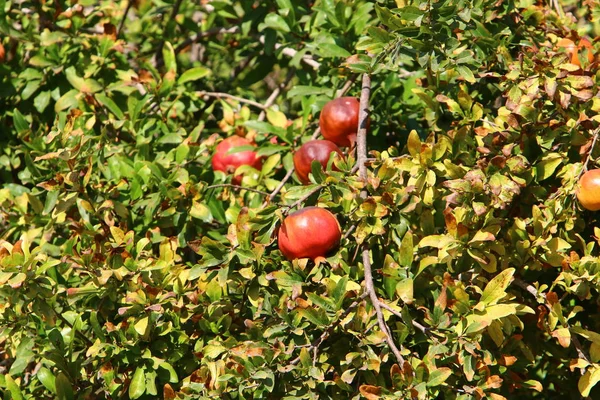 Jardín Árboles Israel Granadas Maduras — Foto de Stock