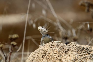 Kertenkele Kuzey İsrail 'de Akdeniz kıyısında bir taşın üzerinde oturuyor ve güneşin tadını çıkarıyor. 