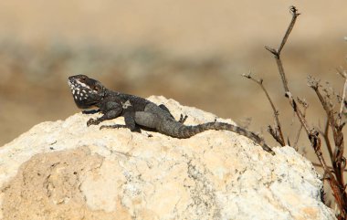 Kertenkele Kuzey İsrail 'de Akdeniz kıyısında bir taşın üzerinde oturuyor ve güneşin tadını çıkarıyor. 