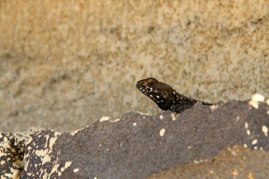 Kertenkele Kuzey İsrail 'de Akdeniz kıyısında bir taşın üzerinde oturuyor ve güneşin tadını çıkarıyor. 