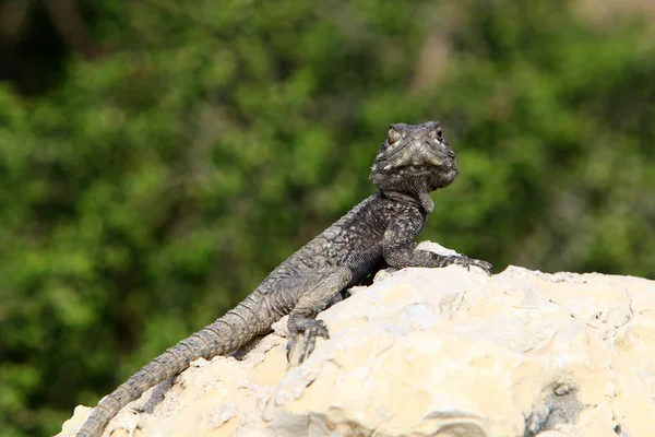 Lagarto Sentado Uma Pedra Nas Margens Mar Mediterrâneo Norte Israel — Fotografia de Stock