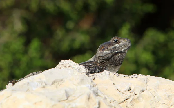 lizard sitting on a stone on the shores of the Mediterranean Sea in northern Israel and basking in the sun