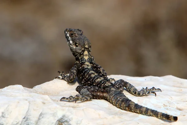 lizard sitting on a stone on the shores of the Mediterranean Sea in northern Israel and basking in the sun
