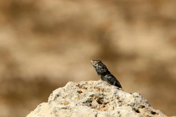 Jaszczurka Siedząca Kamieniu Nad Brzegiem Morza Śródziemnego Północnym Izraelu Pławiąca — Zdjęcie stockowe