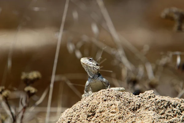 lizard sitting on a stone on the shores of the Mediterranean Sea in northern Israel and basking in the sun