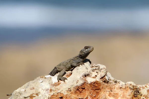 Lizard Sitting Stone Shores Mediterranean Sea Northern Israel Basking Sun — Stock Photo, Image