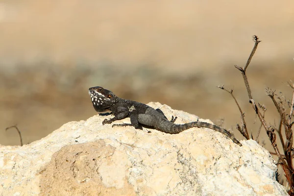 Lizard Sitting Stone Shores Mediterranean Sea Northern Israel Basking Sun — Stock Photo, Image