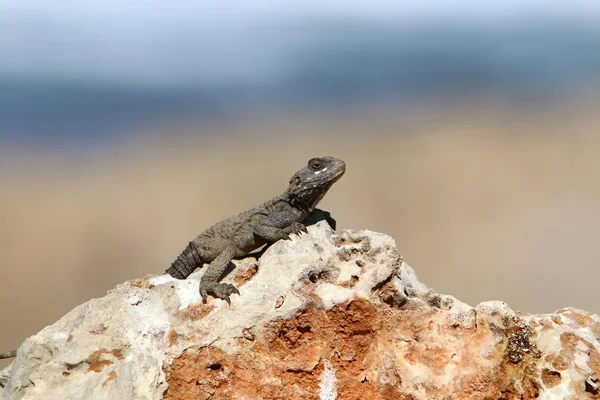 lizard sitting on a stone on the shores of the Mediterranean Sea in northern Israel and basking in the sun