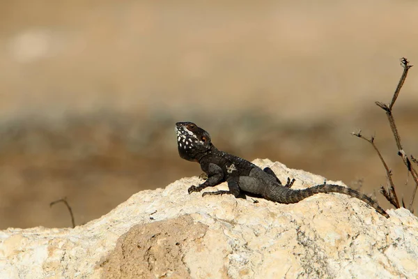 Kertenkele Kuzey Srail Akdeniz Kıyısında Bir Taşın Üzerinde Oturuyor Güneşin — Stok fotoğraf