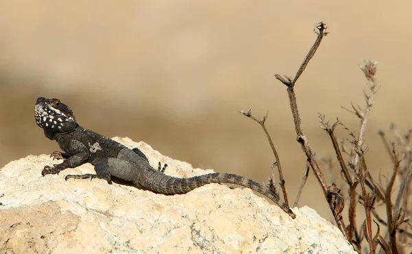 Kertenkele Kuzey Srail Akdeniz Kıyısında Bir Taşın Üzerinde Oturuyor Güneşin — Stok fotoğraf