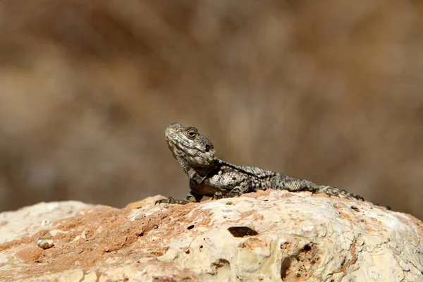 Lagarto Sentado Una Piedra Orillas Del Mar Mediterráneo Norte Israel —  Fotos de Stock