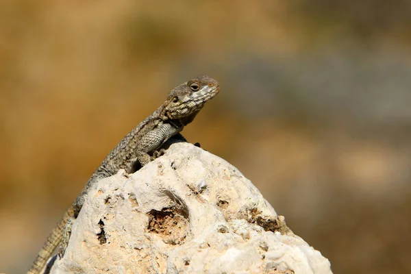 Kertenkele Kuzey Srail Akdeniz Kıyısında Bir Taşın Üzerinde Oturuyor Güneşin — Stok fotoğraf