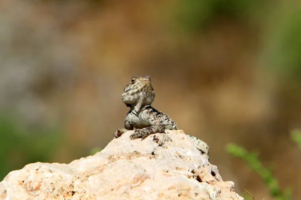 lizard sitting on a stone on the shores of the Mediterranean Sea in northern Israel and basking in the sun