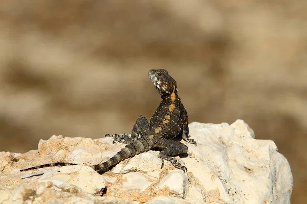 Lagarto Sentado Una Piedra Orillas Del Mar Mediterráneo Norte Israel — Foto de Stock