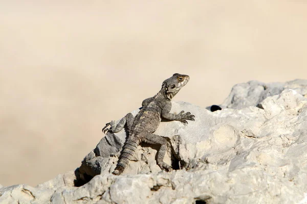 Lizard Sitting Stone Shores Mediterranean Sea Northern Israel Basking Sun — Stock Photo, Image