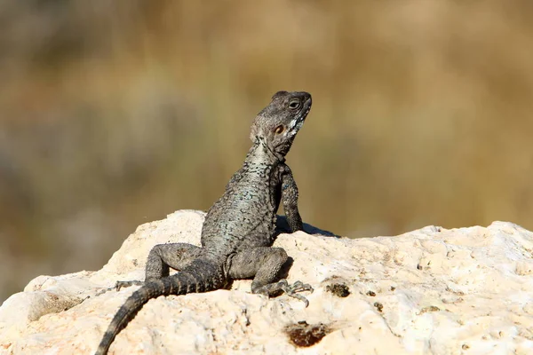 Lagarto Sentado Uma Pedra Nas Margens Mar Mediterrâneo Norte Israel — Fotografia de Stock