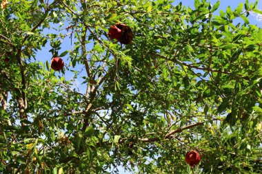 Güvenli, İsrail 'in kuzeyinde, Yahudiler için kutsal bir şehir olan Kabbalistlerin şehridir. Yukarı Celile dağlarındaki deniz seviyesinden 900 metre yükseklikte yer almaktadır. 