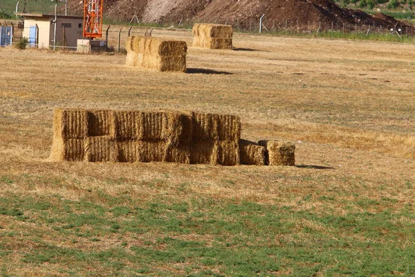 Campo Nos Arredores Uma Cidade Norte Estado Israel Pilhas Feno — Fotografia de Stock