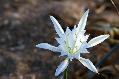 İsrail devletinin kuzeyindeki Akdeniz 'in kumlu sahillerinde, bir zambak yıldızı çiçek açar (Pankrati denizi) 