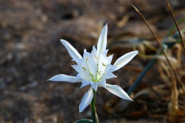 İsrail devletinin kuzeyindeki Akdeniz 'in kumlu sahillerinde, bir zambak yıldızı çiçek açar (Pankrati denizi) 