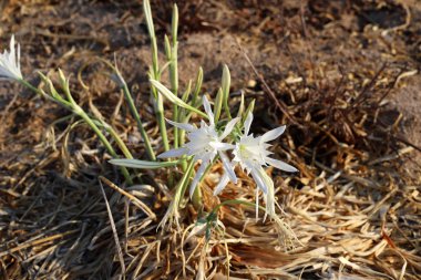 İsrail devletinin kuzeyindeki Akdeniz 'in kumlu sahillerinde, bir zambak yıldızı çiçek açar (Pankrati denizi) 