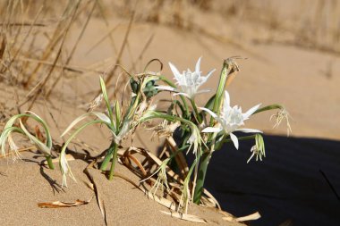 İsrail devletinin kuzeyindeki Akdeniz 'in kumlu sahillerinde, bir zambak yıldızı çiçek açar (Pankrati denizi) 