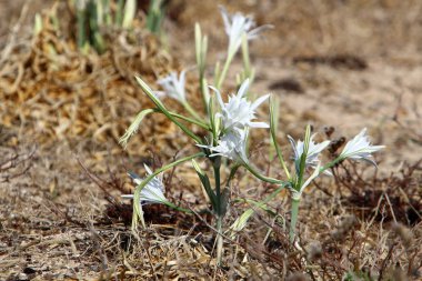 İsrail devletinin kuzeyindeki Akdeniz 'in kumlu sahillerinde, bir zambak yıldızı çiçek açar (Pankrati denizi) 