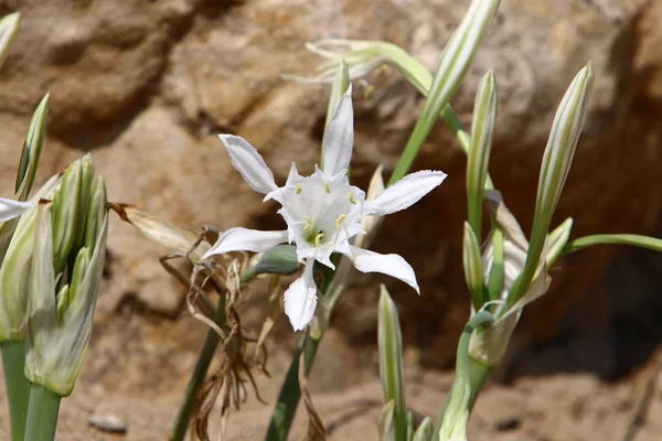 Sandy Shore Mediterranean Sea North State Israel Star Lily Blooms — Stock Photo, Image