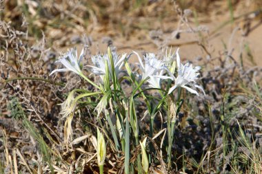 İsrail devletinin kuzeyindeki Akdeniz 'in kumlu sahillerinde, bir zambak yıldızı çiçek açar (Pankrati denizi) 