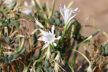 İsrail devletinin kuzeyindeki Akdeniz 'in kumlu sahillerinde, bir zambak yıldızı çiçek açar (Pankrati denizi) 
