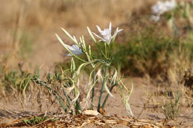 İsrail devletinin kuzeyindeki Akdeniz 'in kumlu sahillerinde, bir zambak yıldızı çiçek açar (Pankrati denizi) 