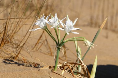 İsrail devletinin kuzeyindeki Akdeniz 'in kumlu sahillerinde, bir zambak yıldızı çiçek açar (Pankrati denizi) 