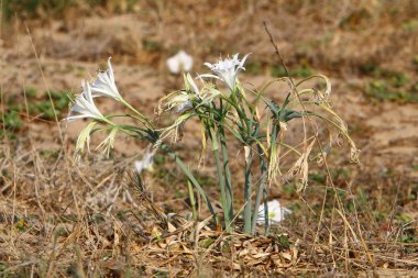 İsrail devletinin kuzeyindeki Akdeniz 'in kumlu sahillerinde, bir zambak yıldızı çiçek açar (Pankrati denizi) 