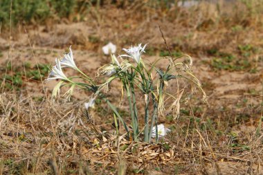 İsrail devletinin kuzeyindeki Akdeniz 'in kumlu sahillerinde, bir zambak yıldızı çiçek açar (Pankrati denizi) 