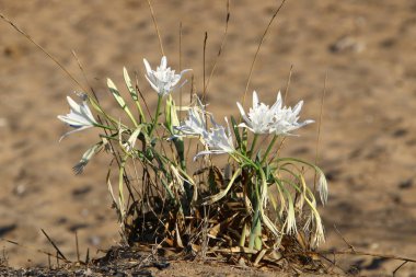 İsrail devletinin kuzeyindeki Akdeniz 'in kumlu sahillerinde, bir zambak yıldızı çiçek açar (Pankrati denizi) 