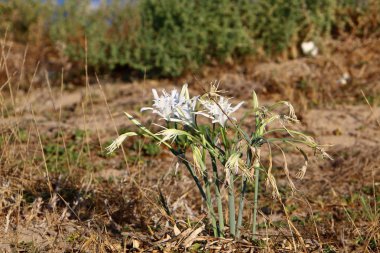 İsrail devletinin kuzeyindeki Akdeniz 'in kumlu sahillerinde, bir zambak yıldızı çiçek açar (Pankrati denizi) 