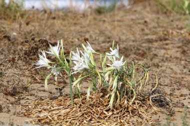 İsrail devletinin kuzeyindeki Akdeniz 'in kumlu sahillerinde, bir zambak yıldızı çiçek açar (Pankrati denizi) 