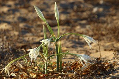 İsrail devletinin kuzeyindeki Akdeniz 'in kumlu sahillerinde, bir zambak yıldızı çiçek açar (Pankrati denizi) 