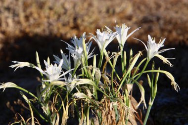 İsrail devletinin kuzeyindeki Akdeniz 'in kumlu sahillerinde, bir zambak yıldızı çiçek açar (Pankrati denizi) 